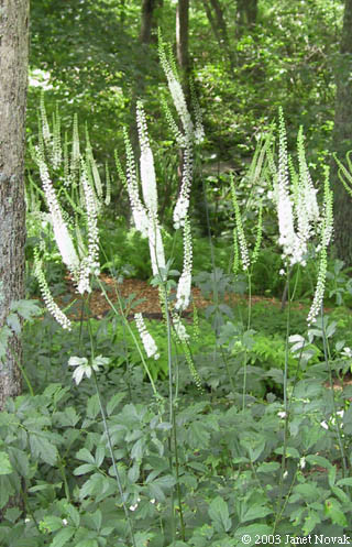 Black Cohosh