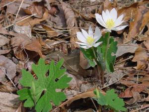 Bloodroot