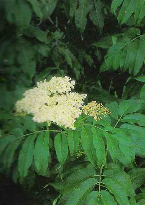 Elderberry flower