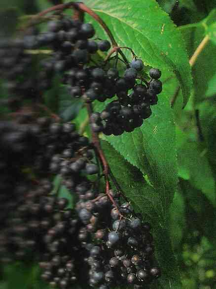 Elderberry Fruit