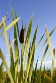 cattails