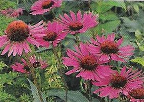 echinacea