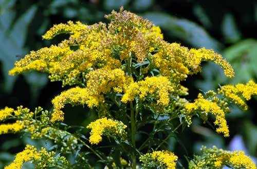 Goldenrod