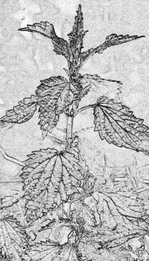 Stinging Nettle