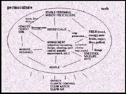 Permaculture Web