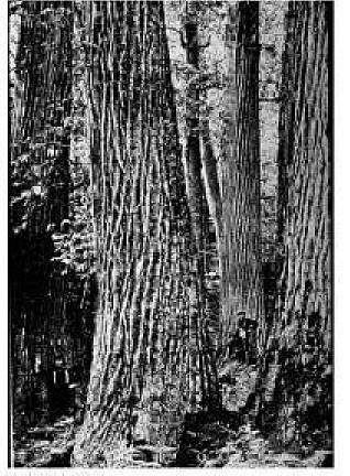 1910 American Chestnut Joyce Kilmer Forest