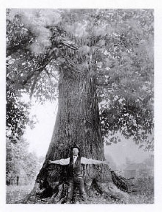 Old American Chestnut