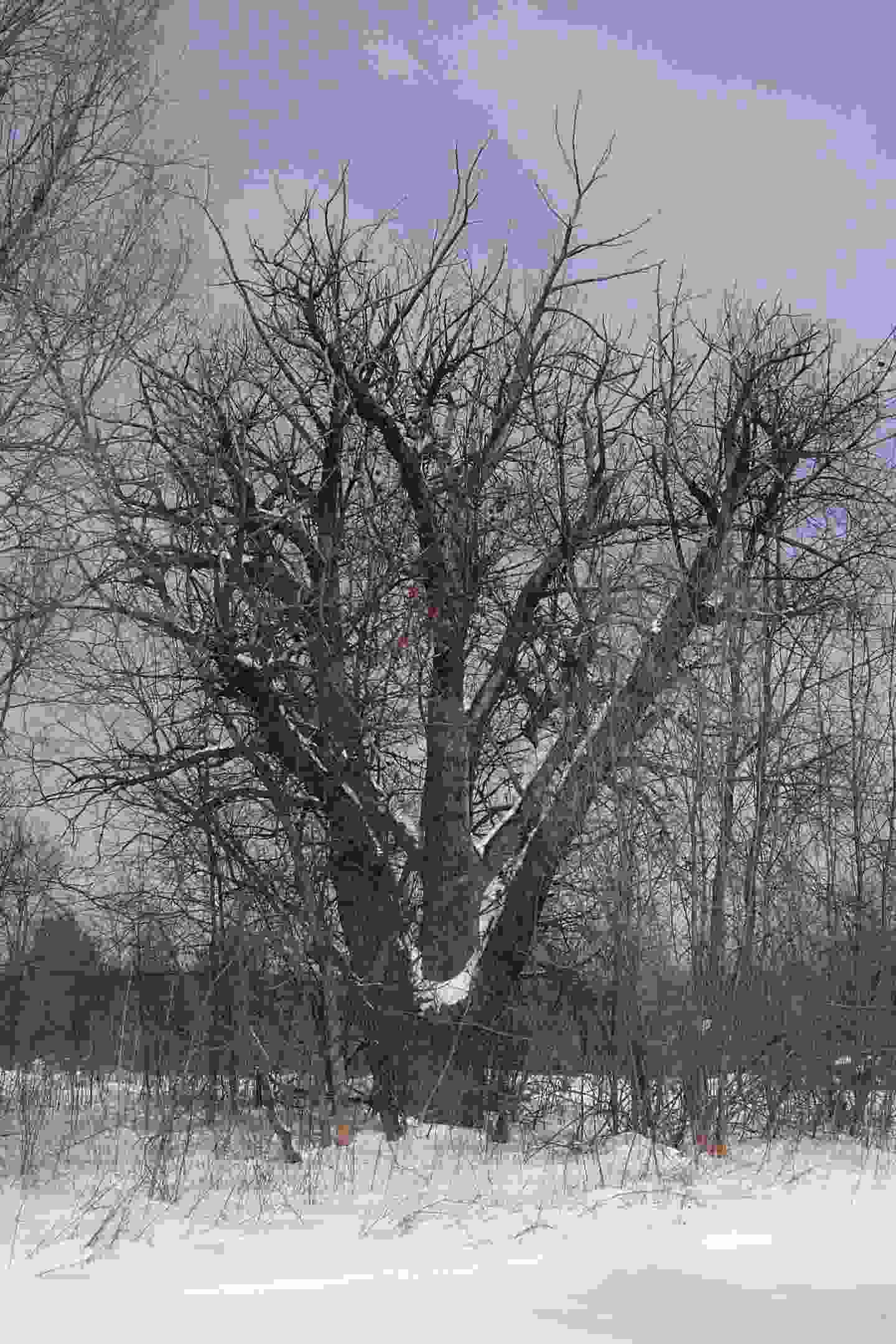 Bangor American Chestnut